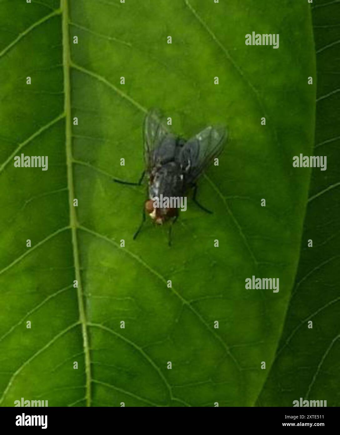 Bot Flies, Blow Flies, and Allies (Oestroidea) Insecta Stock Photo - Alamy
