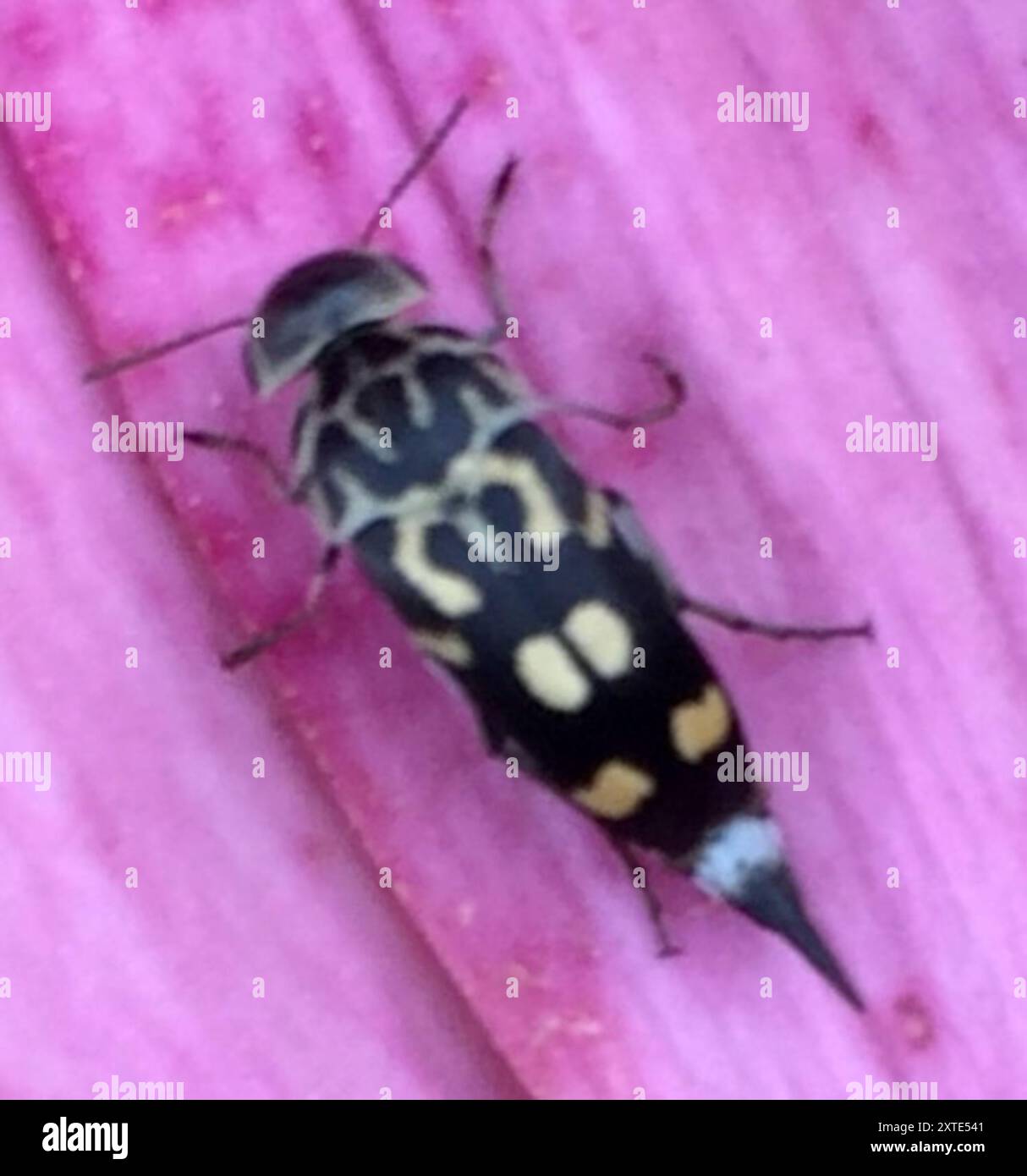 Eight-spotted Tumbling Flower Beetle (Hoshihananomia octopunctata ...