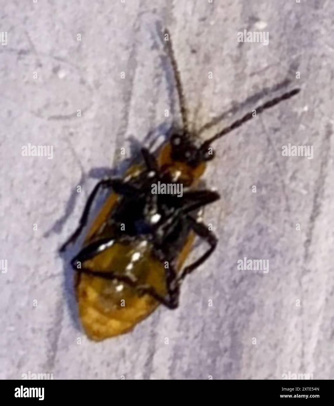 Blue-banded Lema Leaf Beetle (Lema solani) Insecta Stock Photo - Alamy