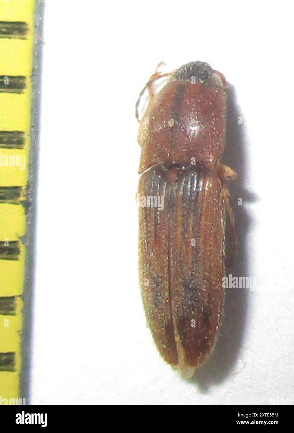 Click Beetles (Elateridae) Insecta Stock Photo - Alamy