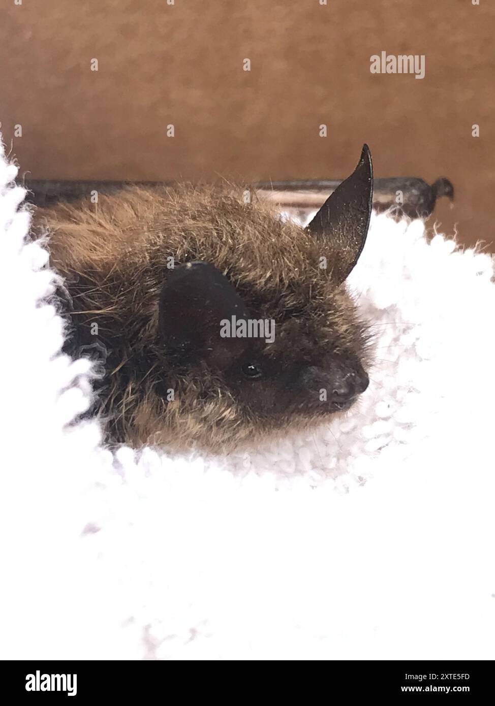 Little Brown Bat (Myotis lucifugus) Mammalia Stock Photo - Alamy