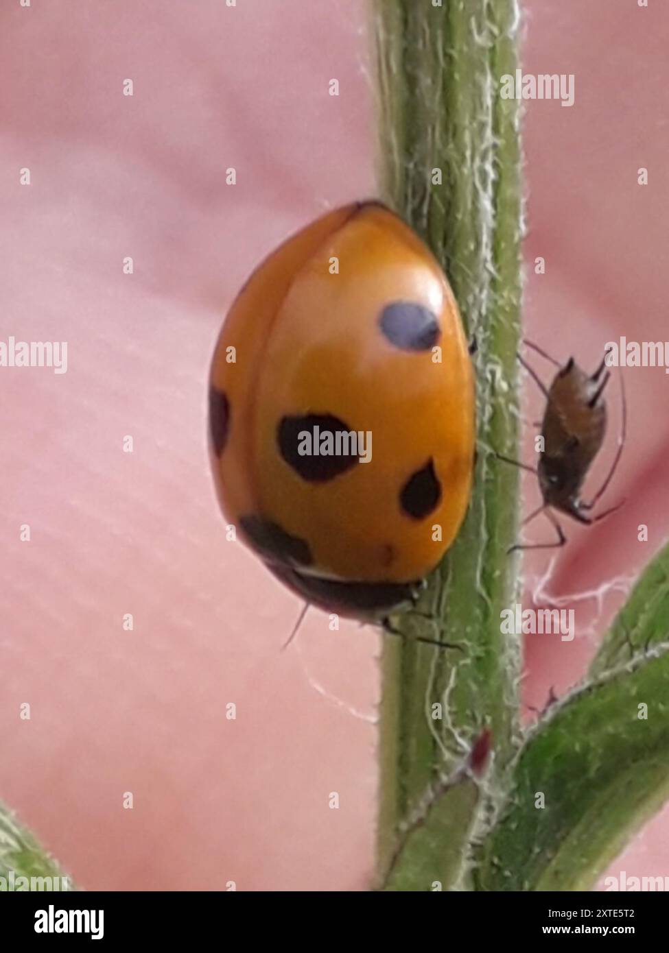 Seven Insect Seven-spotted Lady Beetle (Coccinella septempunctata) Insecta Stock ...
