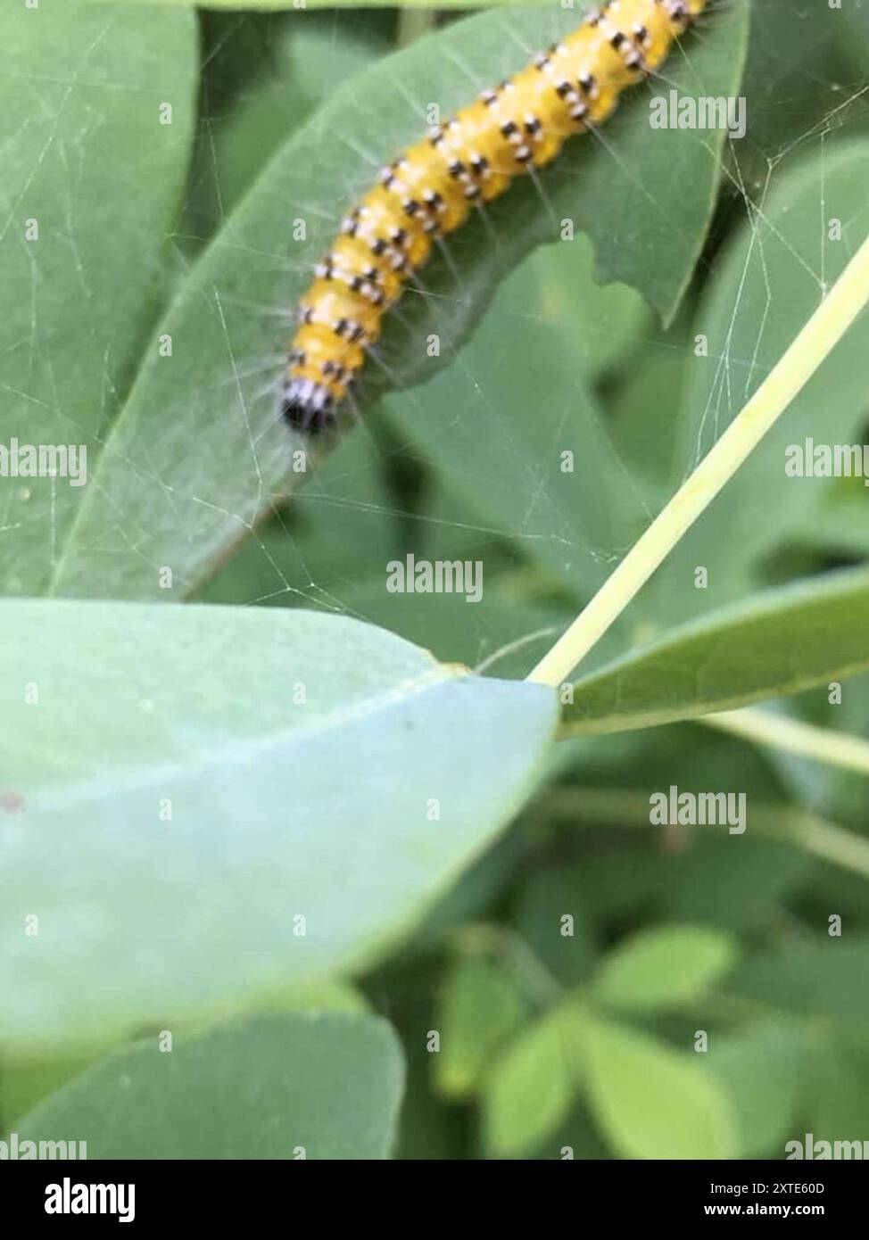 Brooming Insects Genista Broom Moth (Uresiphita reversalis) Insecta Stock Photo - Alamy