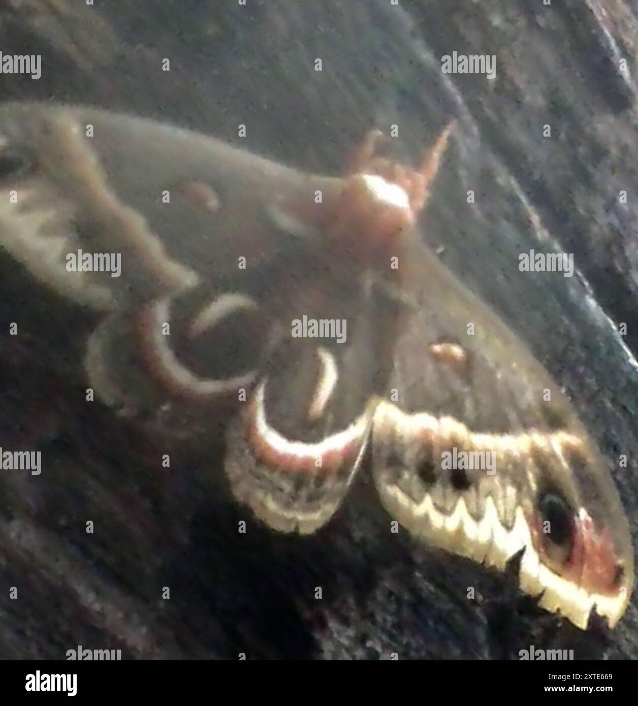 Cecropia Moth (Hyalophora cecropia) Insecta Stock Photo - Alamy