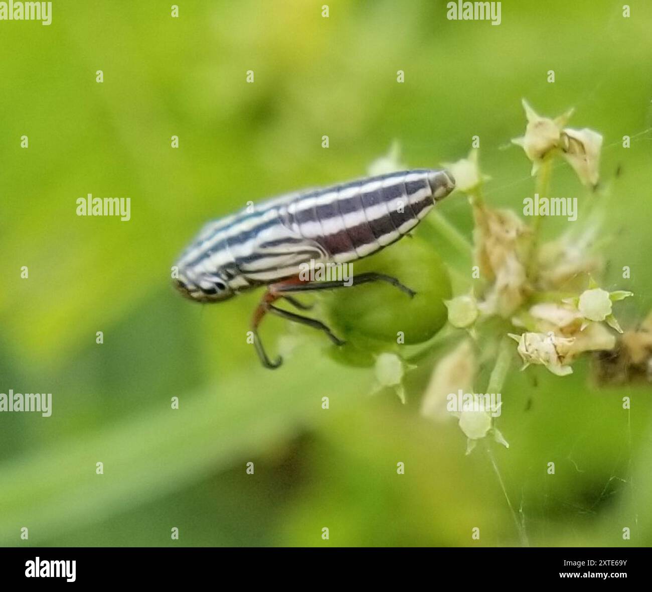 Lateral-lined Sharpshooter (Cuerna costalis) Insecta Stock Photo - Alamy