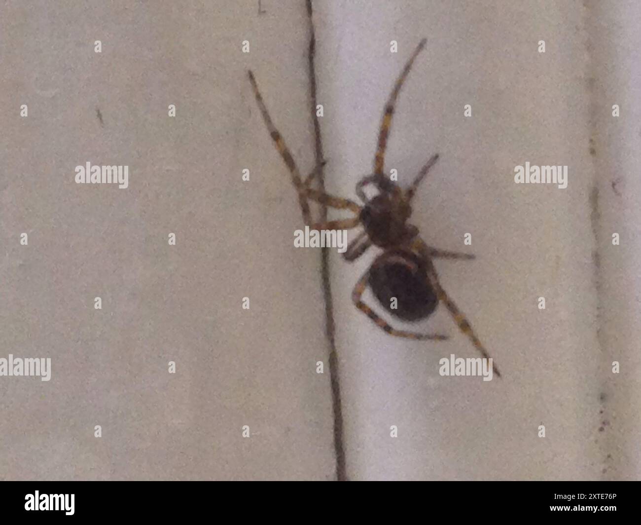 False Widow Spiders (Steatoda) Arachnida Stock Photo - Alamy