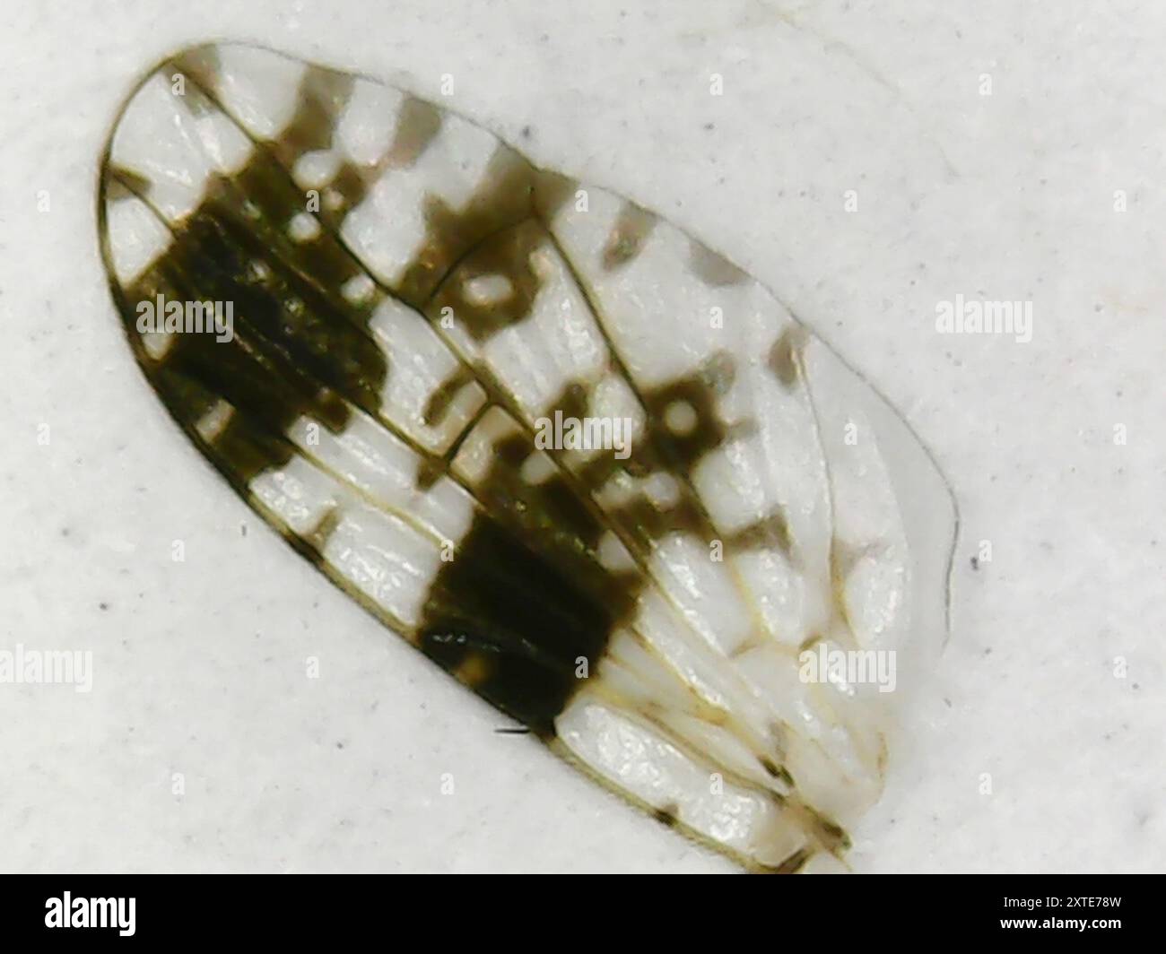 (Tephritis dilacerata) Insecta Stock Photo Alamy