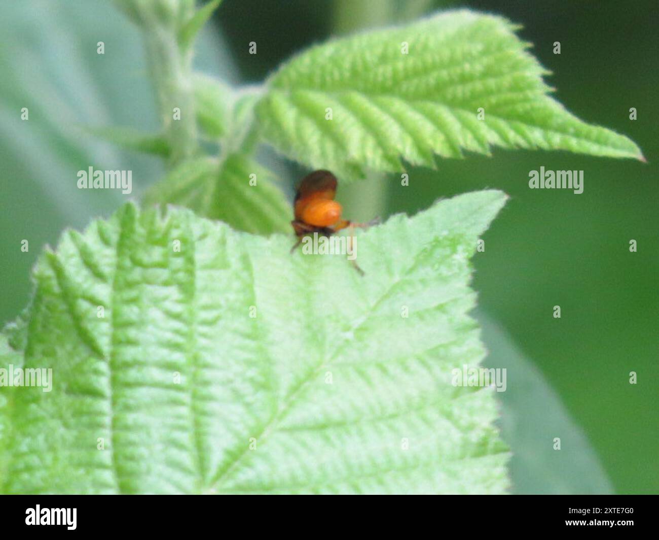 Bramble Sawfly (Arge cyanocrocea) Insecta Stock Photo - Alamy