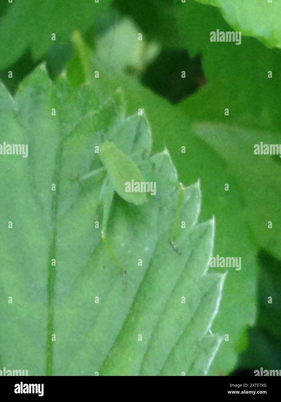 Round-headed Katydids (Amblycorypha) Insecta Stock Photo - Alamy