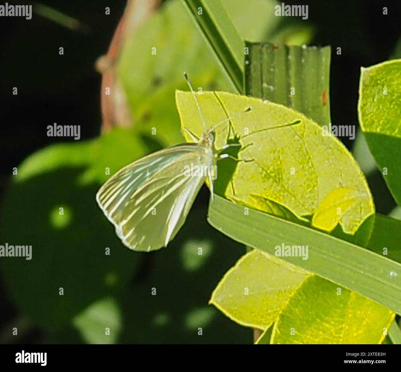 Small White (Pieris rapae) Insecta Stock Photo - Alamy