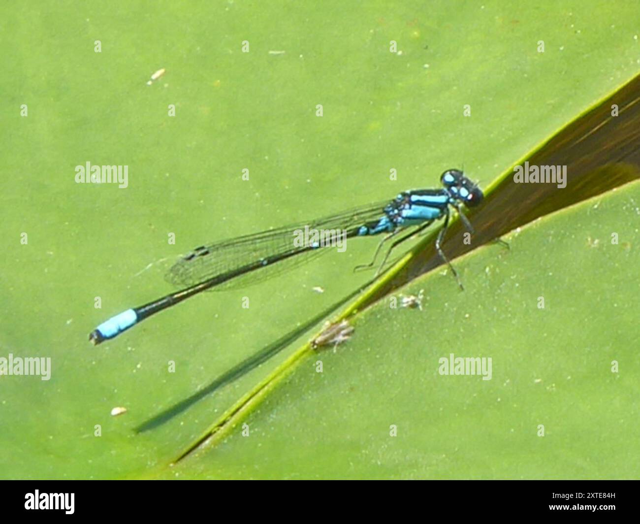 Skimming Bluet (Enallagma geminatum) Insecta Stock Photo - Alamy