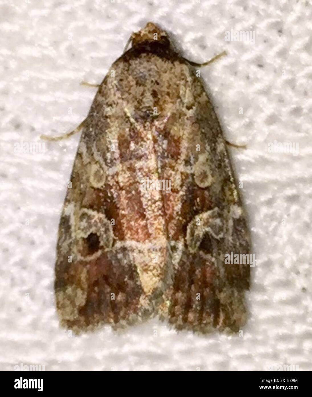 Pale Insect Pale-winged Midget (Elaphria alapallida) Insecta Stock Photo - Alamy