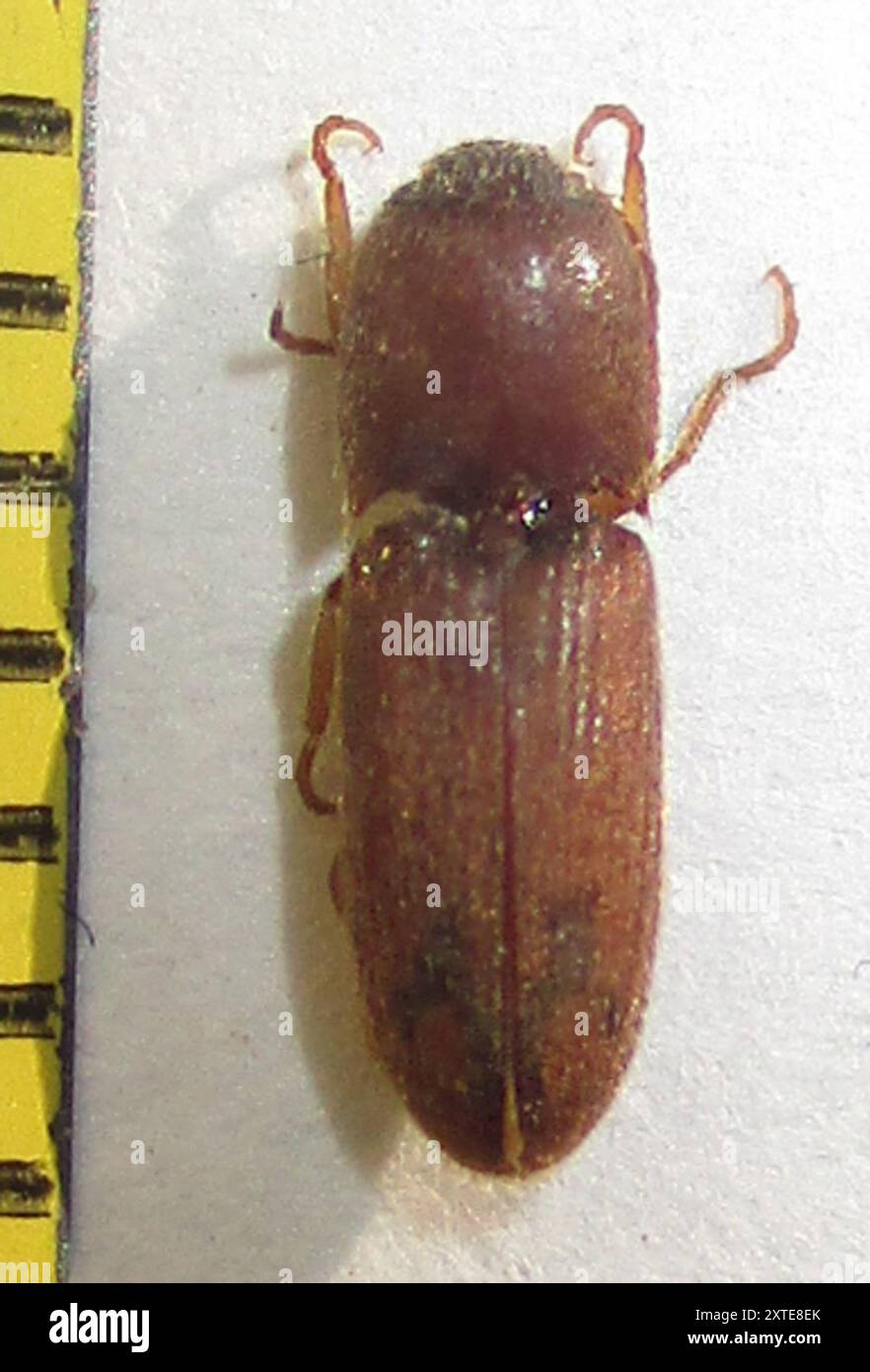 Click Beetles (Elateridae) Insecta Stock Photo - Alamy