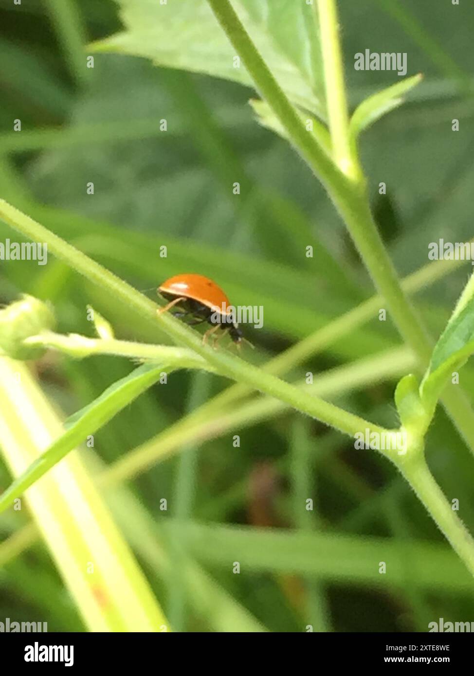 Polished Lady Beetle (Cycloneda munda) Insecta Stock Photo - Alamy