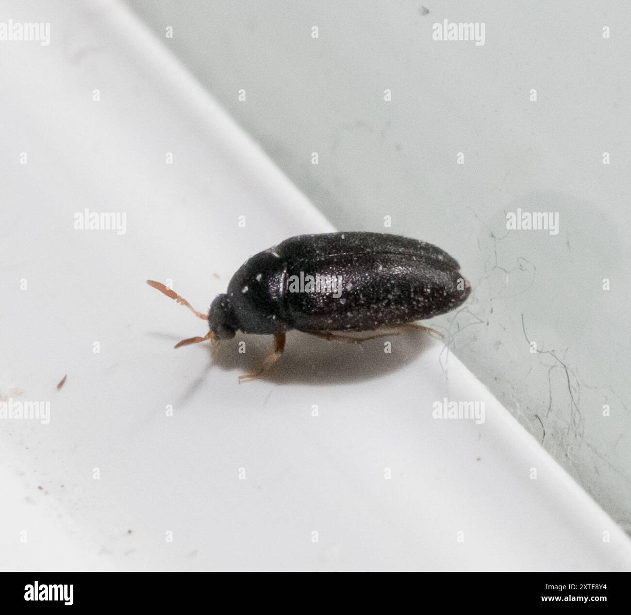 Black Carpet Beetles (Attagenus) Insecta Stock Photo - Alamy
