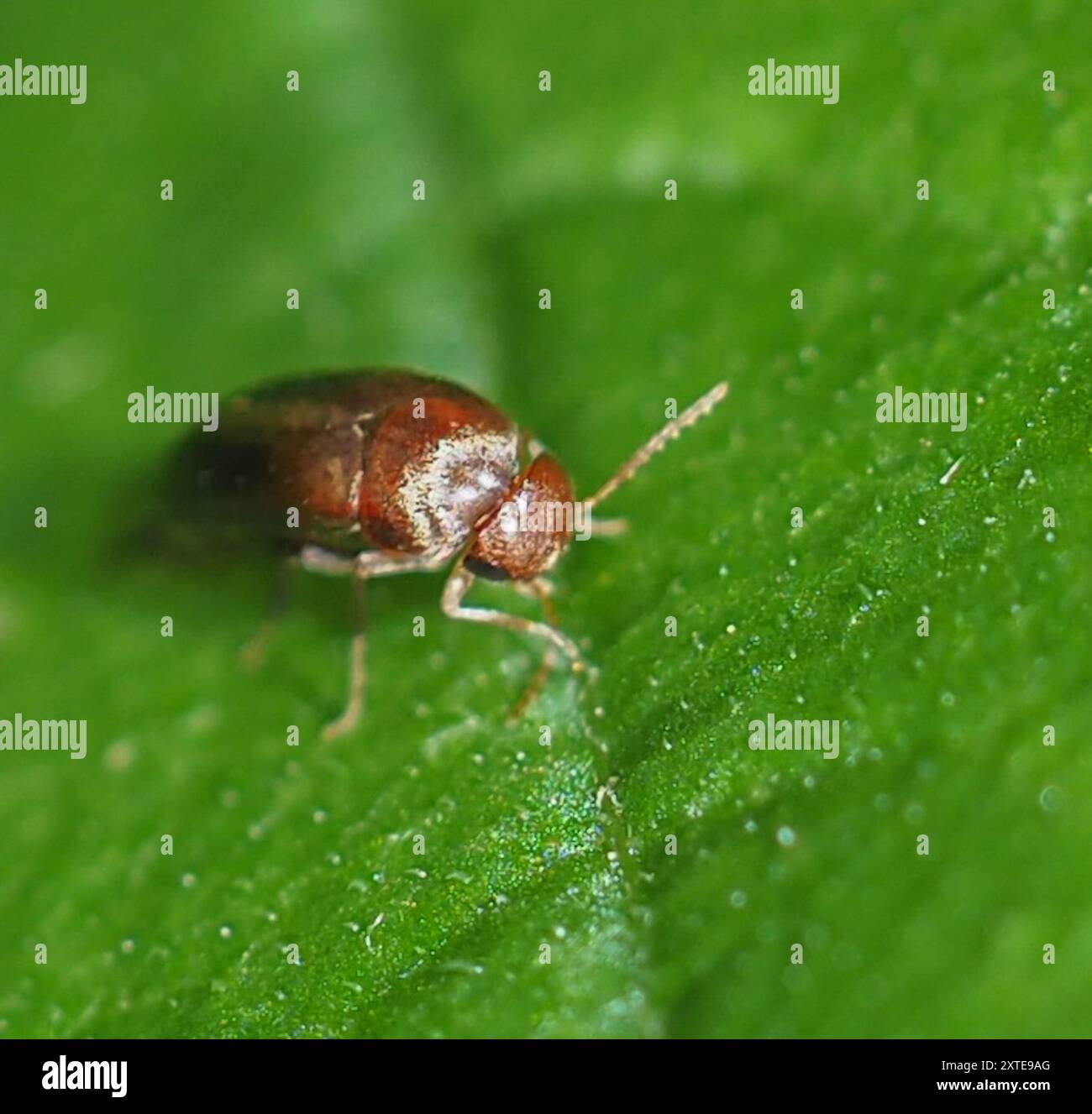 Tumbling Flower Beetles (Mordellidae) Insecta Stock Photo - Alamy