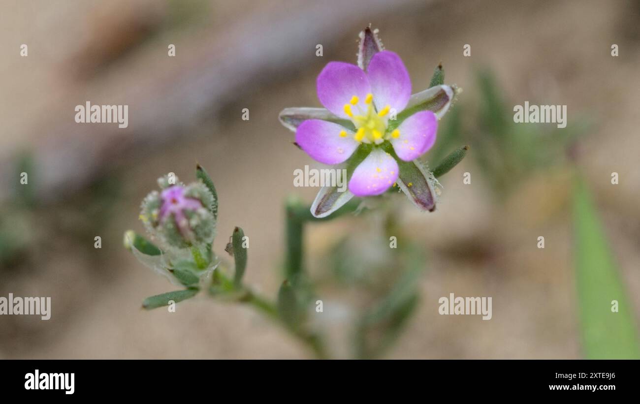 Red Sand Spurrey (Spergularia rubra) Plantae Stock Photo - Alamy