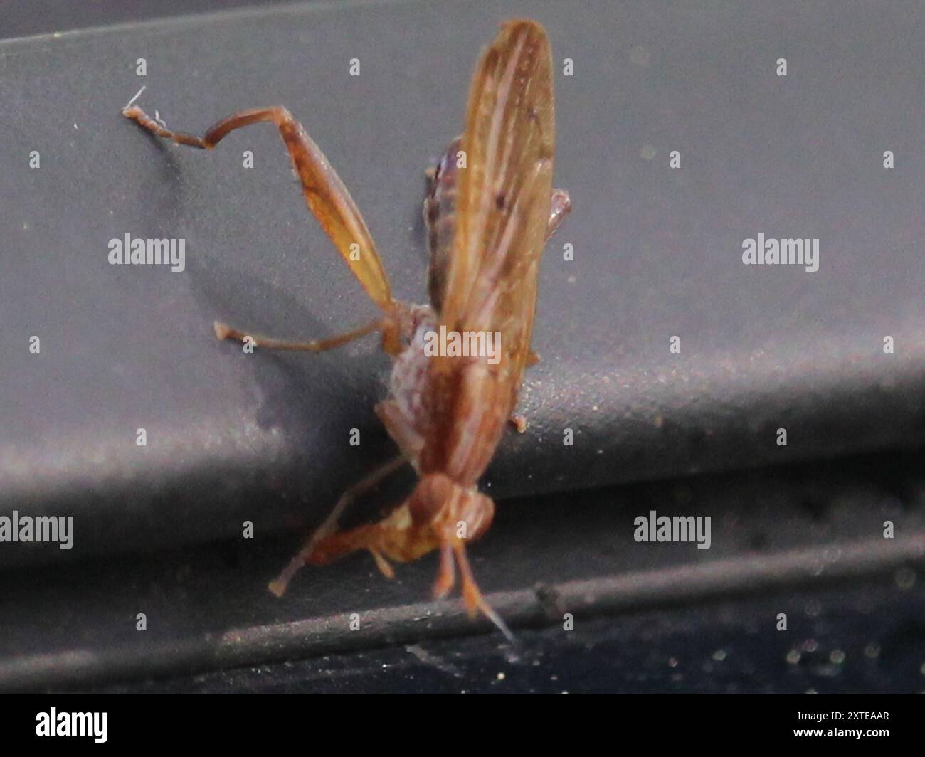 Snail-killing Flies (Sepedon) Insecta Stock Photo - Alamy