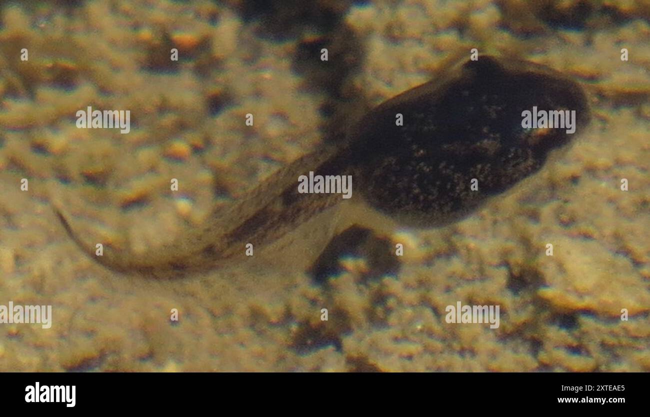 Frogs and Toads (Anura) Amphibia Stock Photo - Alamy