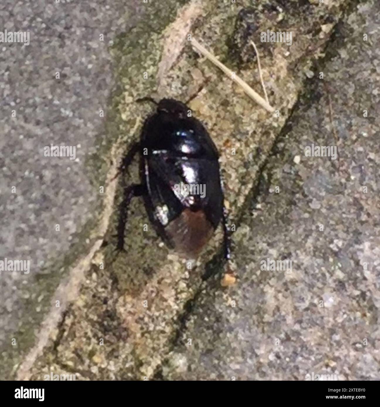 Two-lined Burrowing Bug (Pangaeus bilineatus) Insecta Stock Photo - Alamy