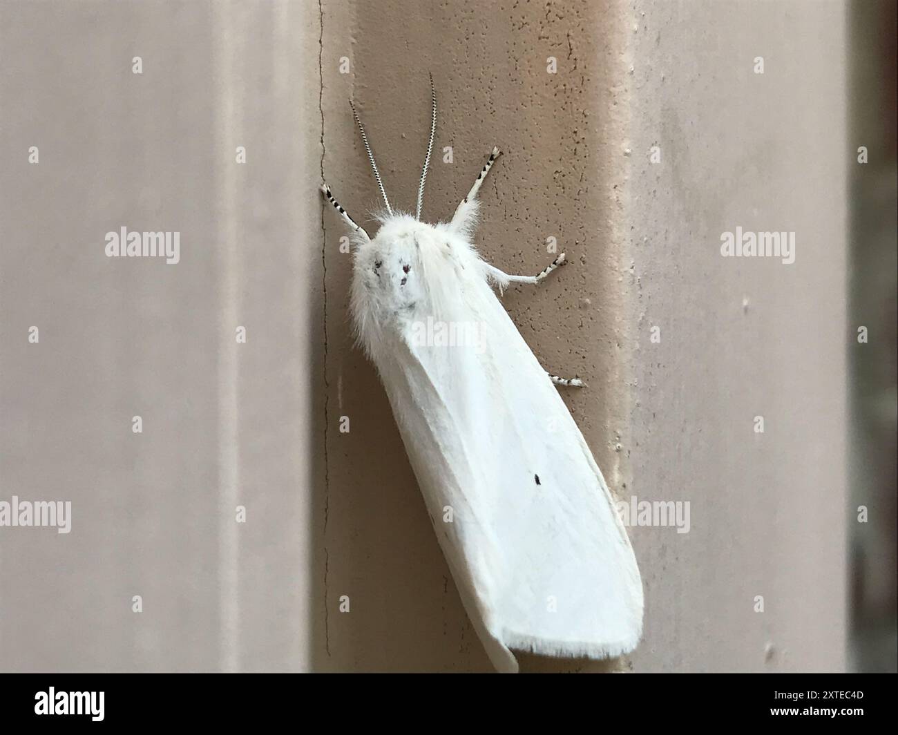 Virginian Tiger Moth (Spilosoma virginica) Insecta Stock Photo - Alamy
