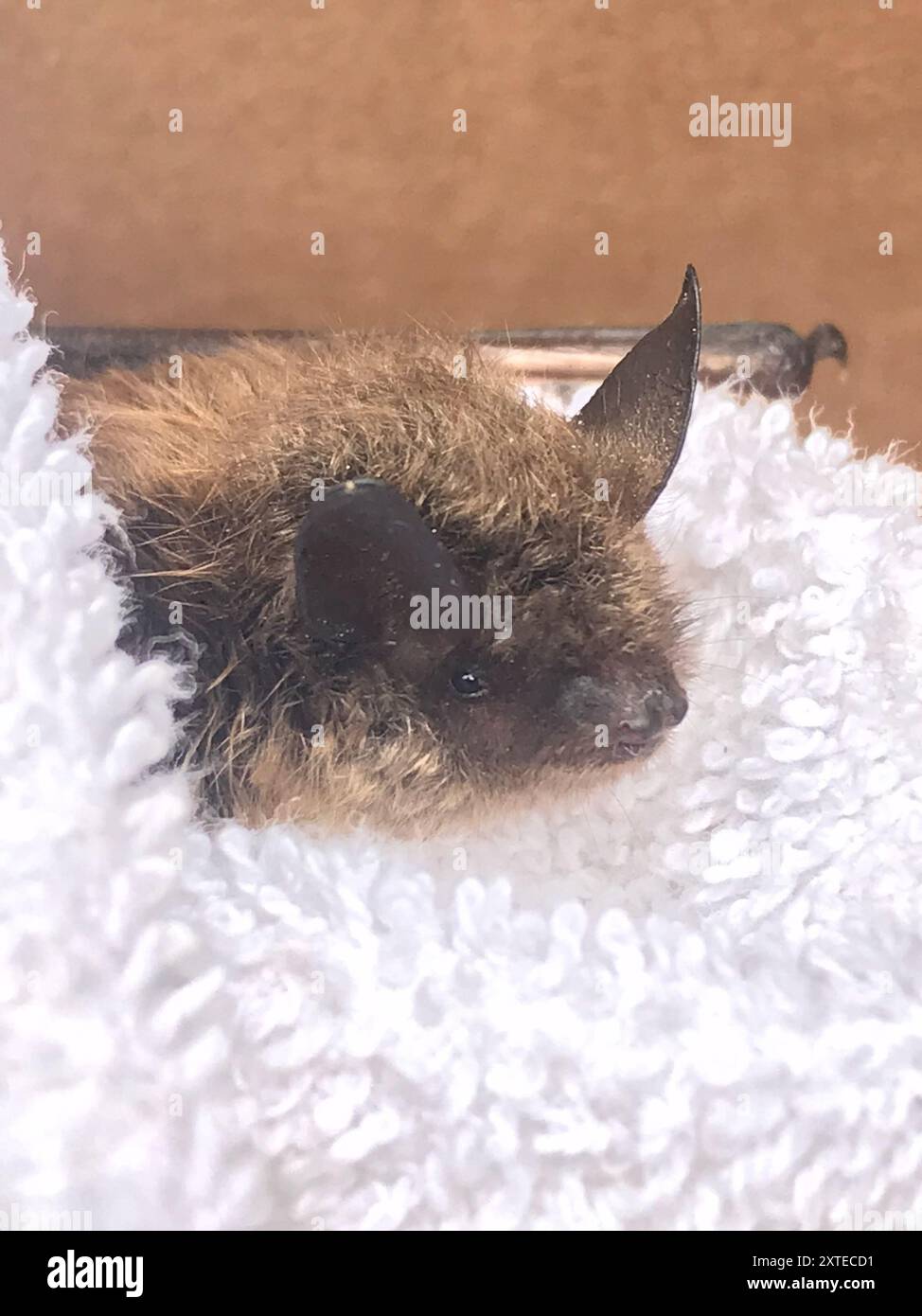 Little Brown Bat (Myotis lucifugus) Mammalia Stock Photo - Alamy
