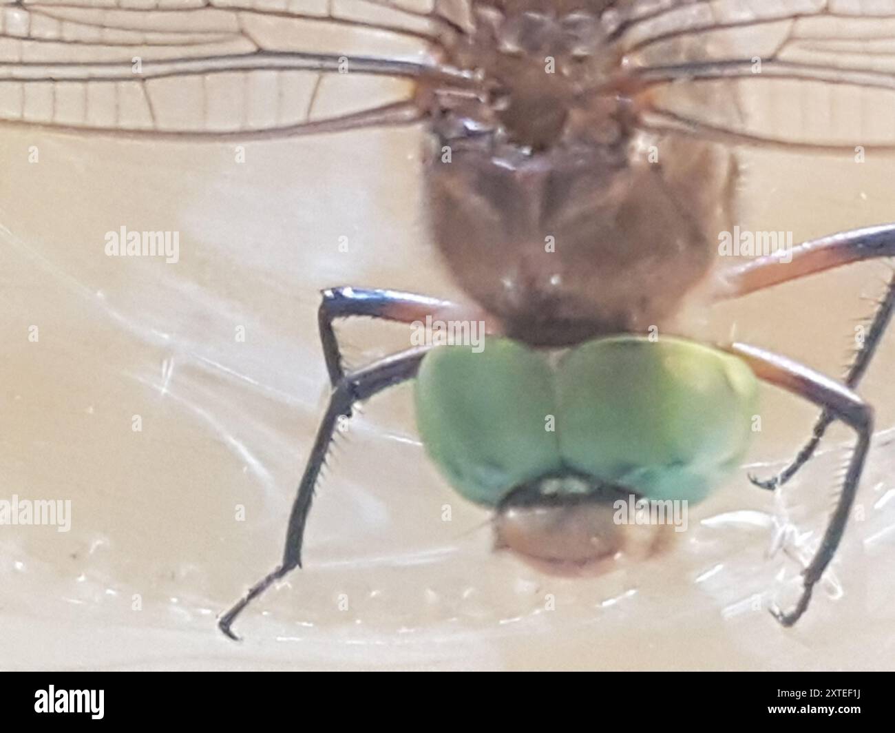 Norfolk Insects Norfolk Hawker (Isoaeschna isoceles) Insecta Stock Photo - Alamy