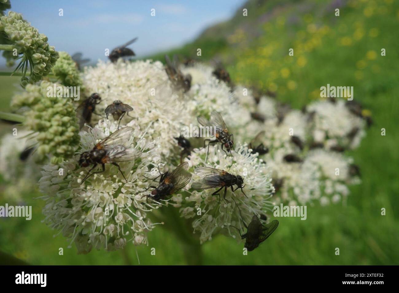 Common House Fly (Musca domestica) Insecta Stock Photo - Alamy