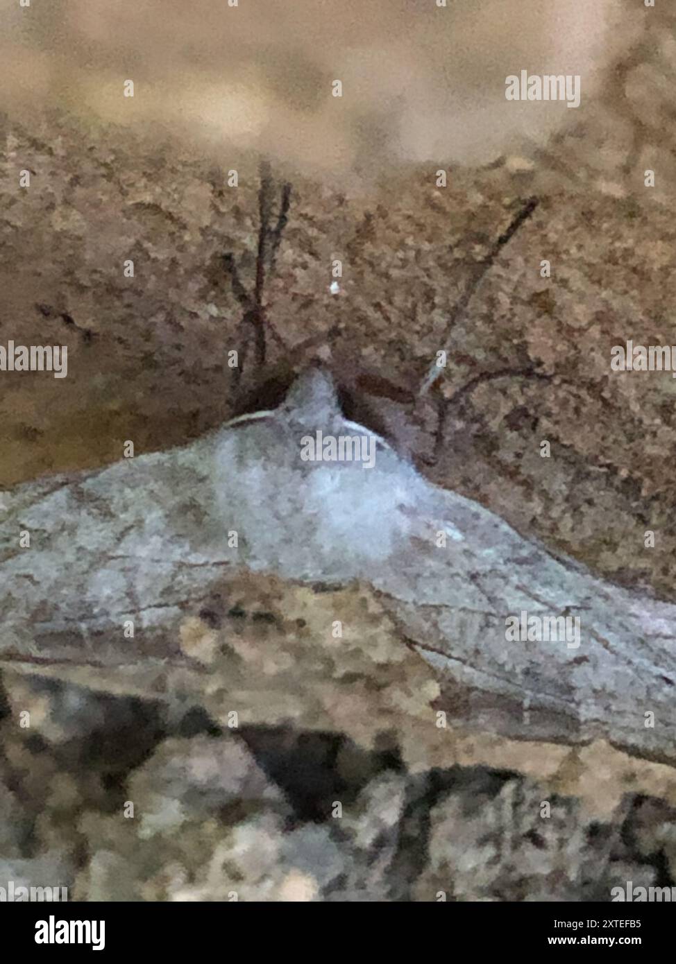 Walnut Sphinx (Amorpha juglandis) Insecta Stock Photo - Alamy