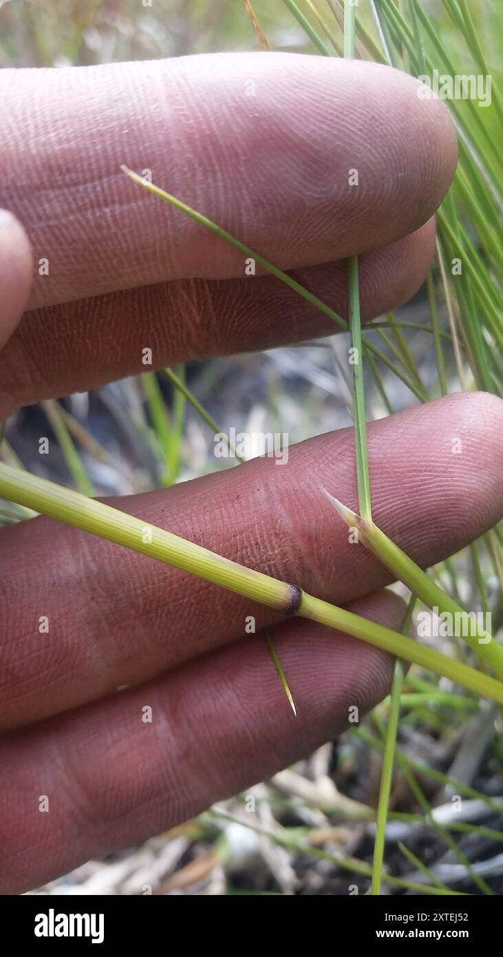 Hawaii Alpine Hairgrass (Deschampsia nubigena) Plantae Stock Photo - Alamy