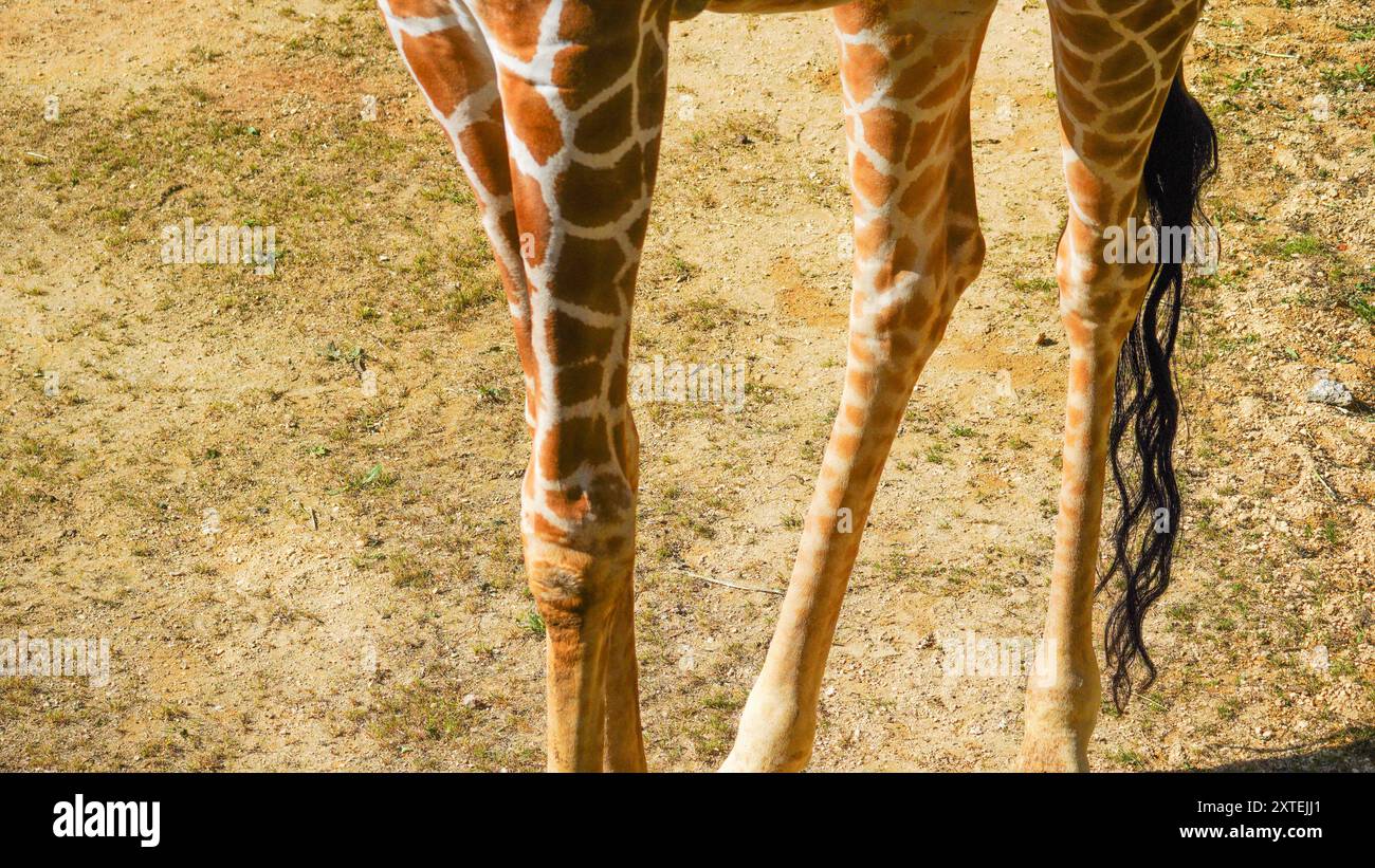 Genuine photograph of giraffe legs. Long skinny thin legs of different shapes and sizes with ...