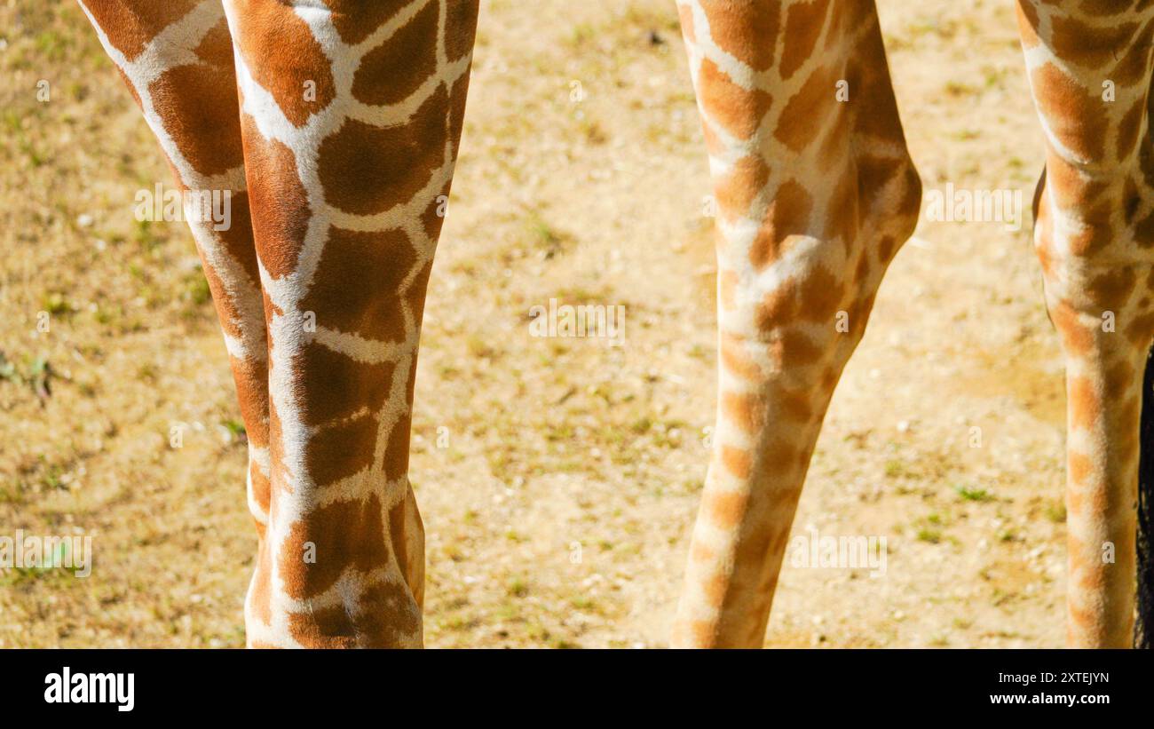 Genuine photograph of giraffe legs. Long skinny thin legs of different ...