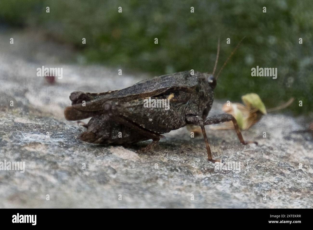 Black-sided Pygmy Grasshopper (Tettigidea lateralis) Insecta Stock ...