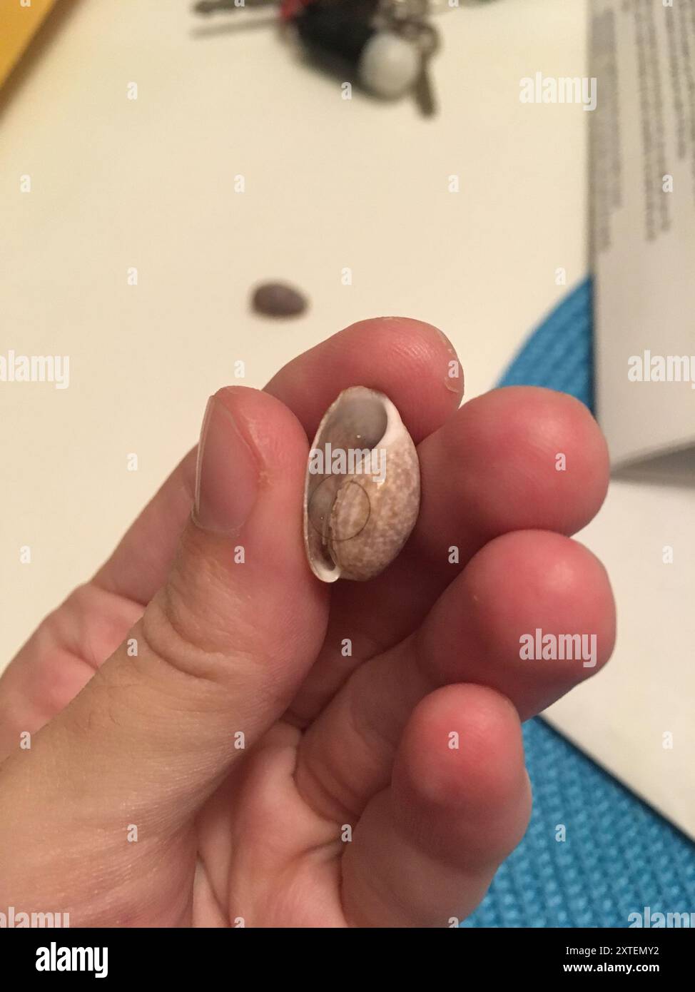 Common West Indian Bubble (Bulla occidentalis) Mollusca Stock Photo Alamy