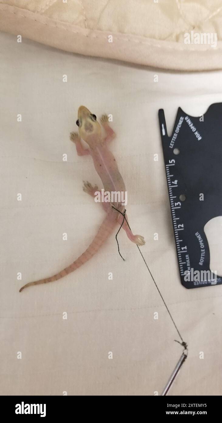 Invasive Gecko Asian House Gecko (Hemidactylus frenatus) Reptilia Stock Photo - Alamy