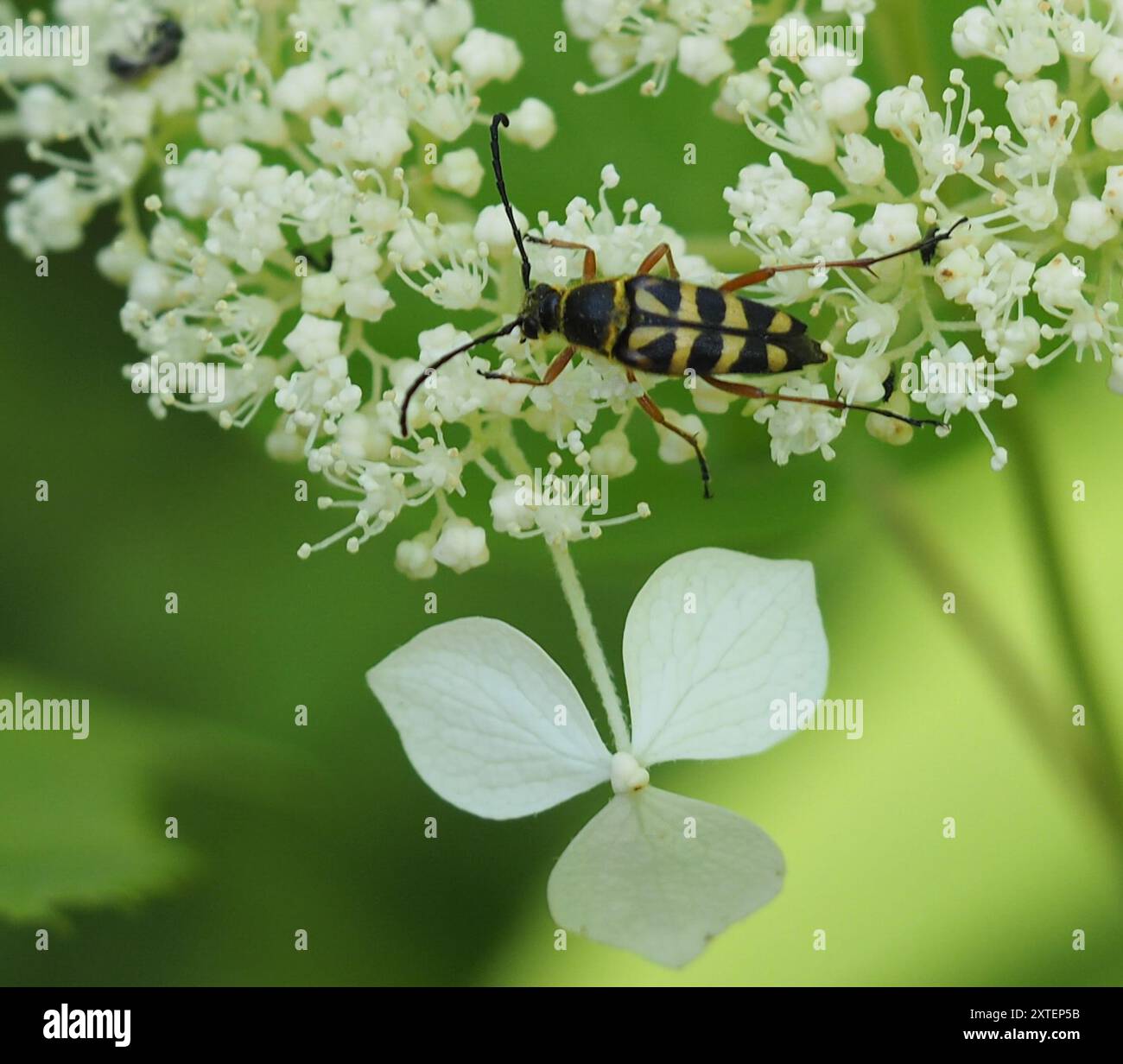 Zabre Insecte Zebra longhorn beetle hi-res stock photography and images - Alamy