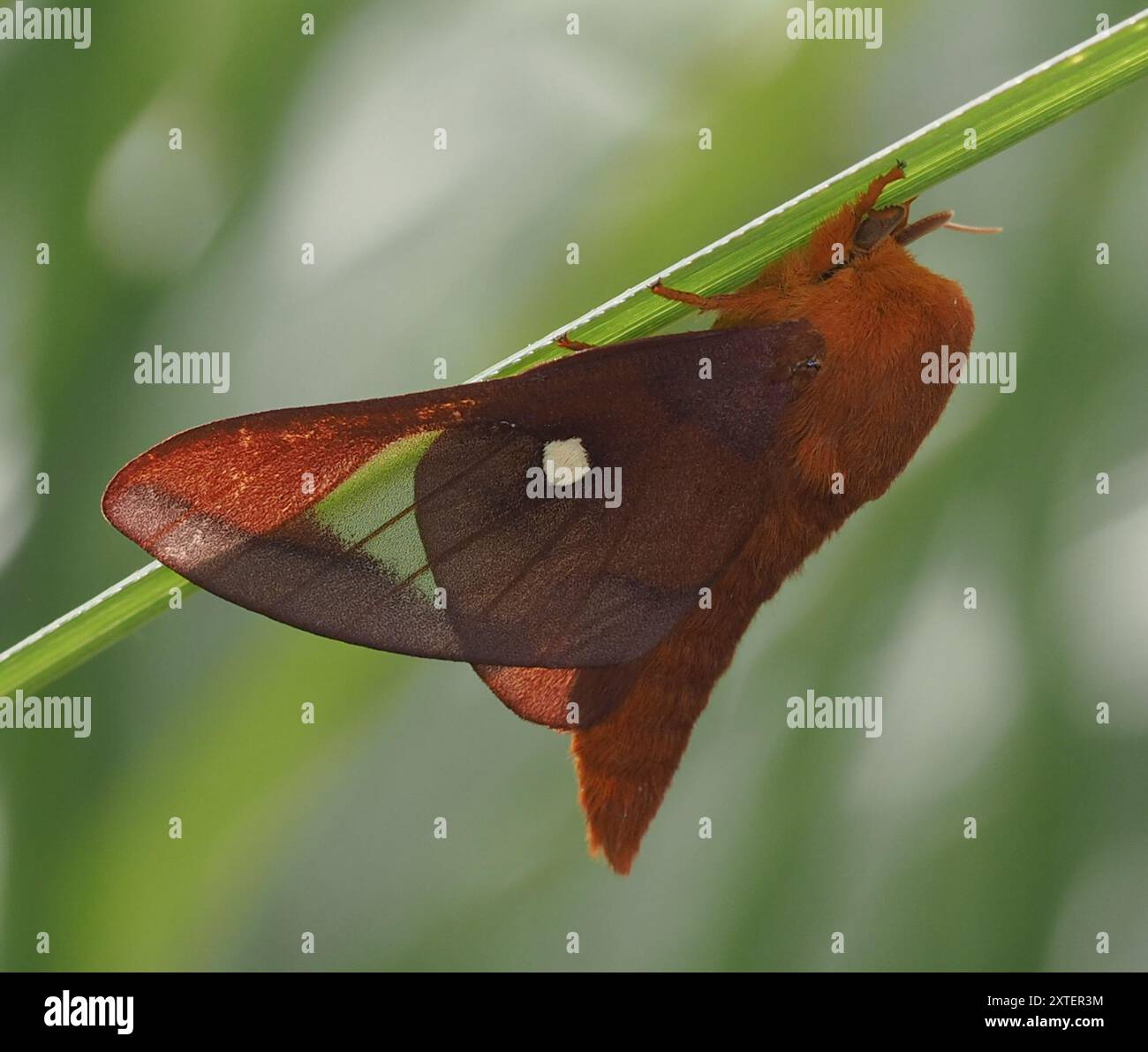 Pink striped oakworm moth hi-res stock photography and images - Alamy