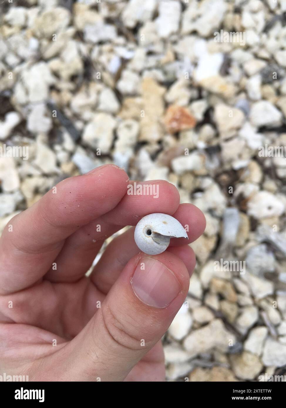 Common West Indian Bubble (Bulla occidentalis) Mollusca Stock Photo Alamy