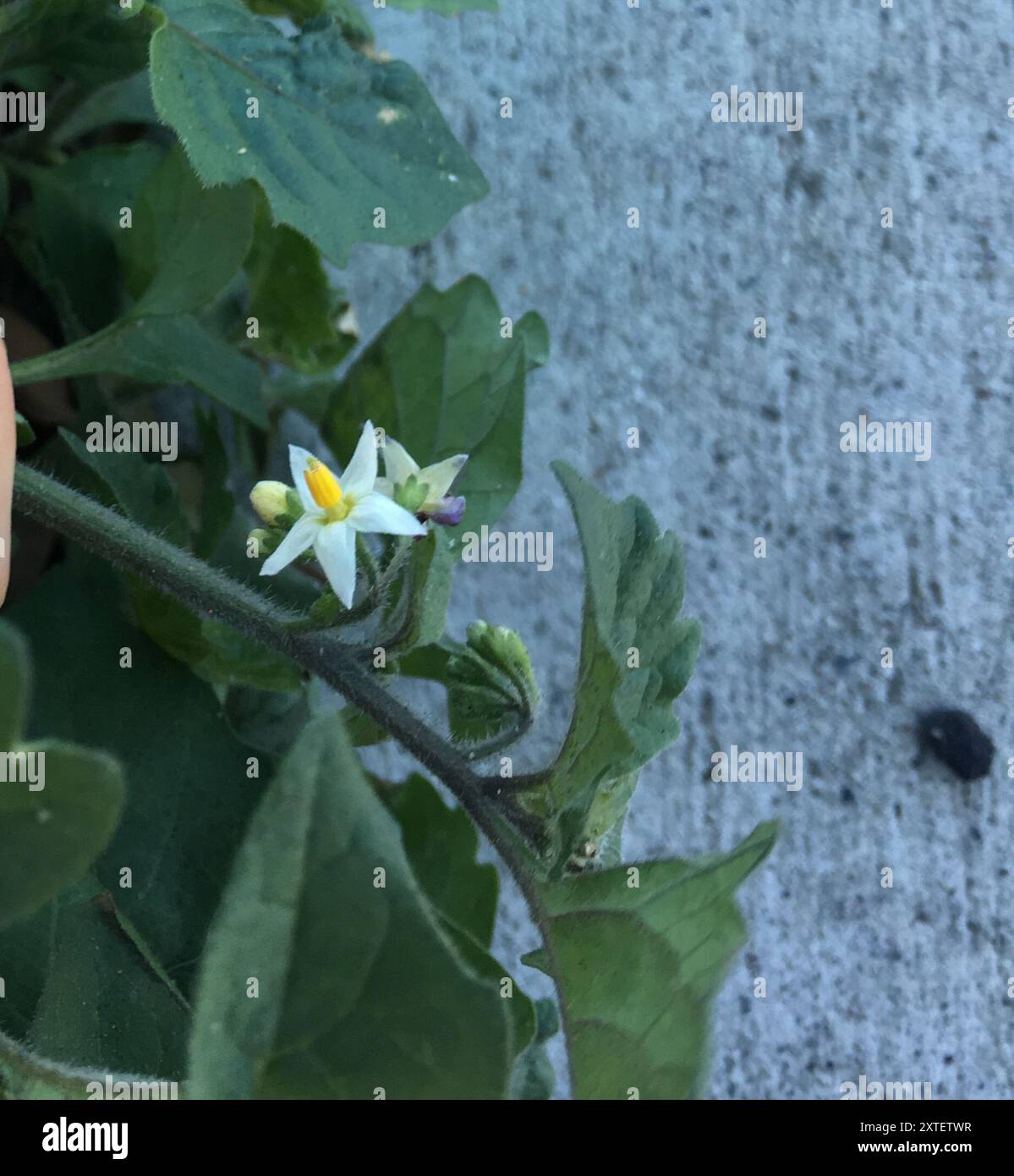 black nightshade (Solanum nigrum) Plantae Stock Photo - Alamy
