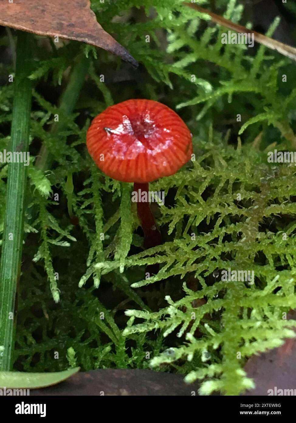 Ruby Bonnot ruby bonnet (Cruentomycena viscidocruenta) Fungi Stock Photo - Alamy