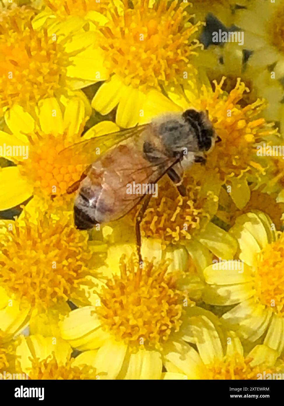 Western Honey Bee (Apis mellifera) Insecta Stock Photo - Alamy