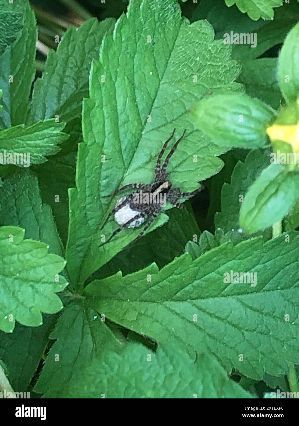 Common Forest Wolf Spider Complex (Pardosa lugubris) Arachnida Stock