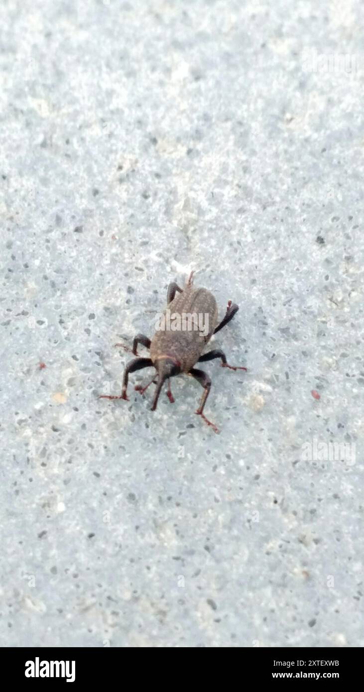 Bluegrass Billbug (Sphenophorus parvulus) Insecta Stock Photo - Alamy