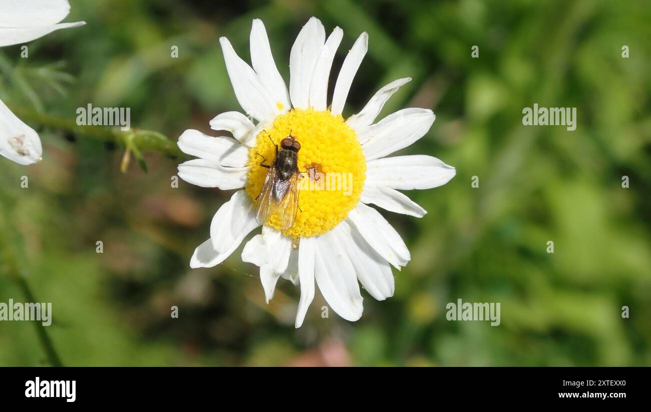 Root Magnotta Insect Root-maggot Flies (Anthomyiidae) Insecta Stock Photo - Alamy