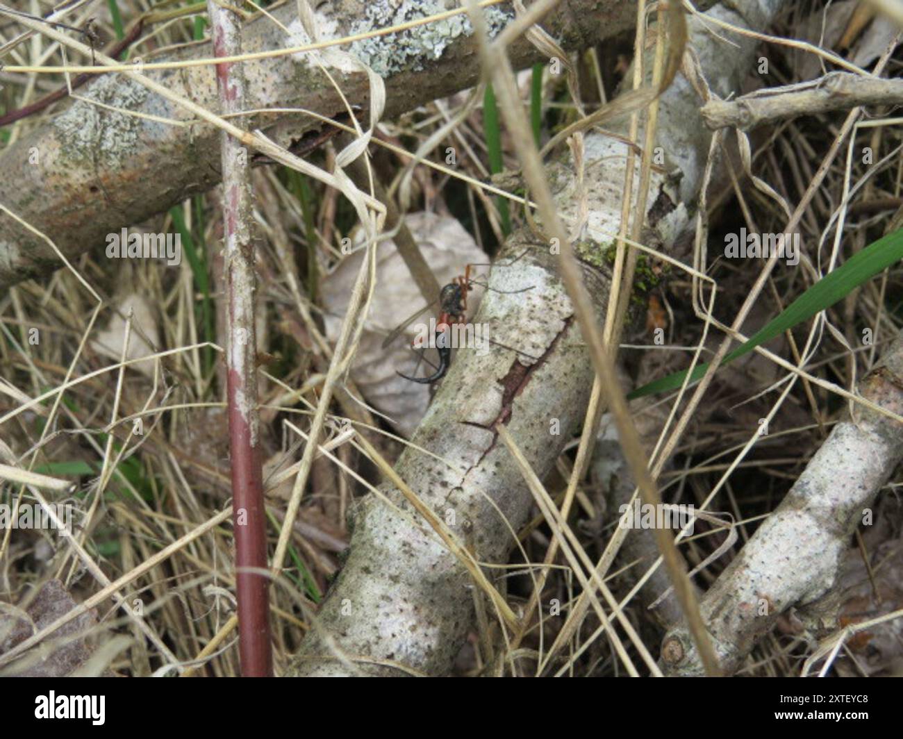 Giant Sabre Comb Horn Cranefly (Tanyptera atrata) Insecta Stock Photo ...