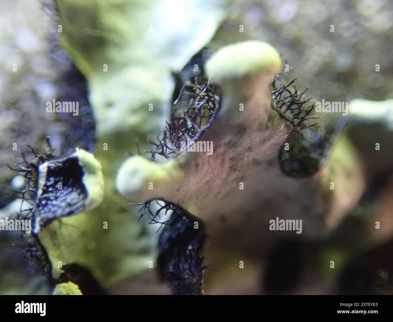Green Loop Lichen (Hypotrachyna sinuosa) Fungi Stock Photo - Alamy