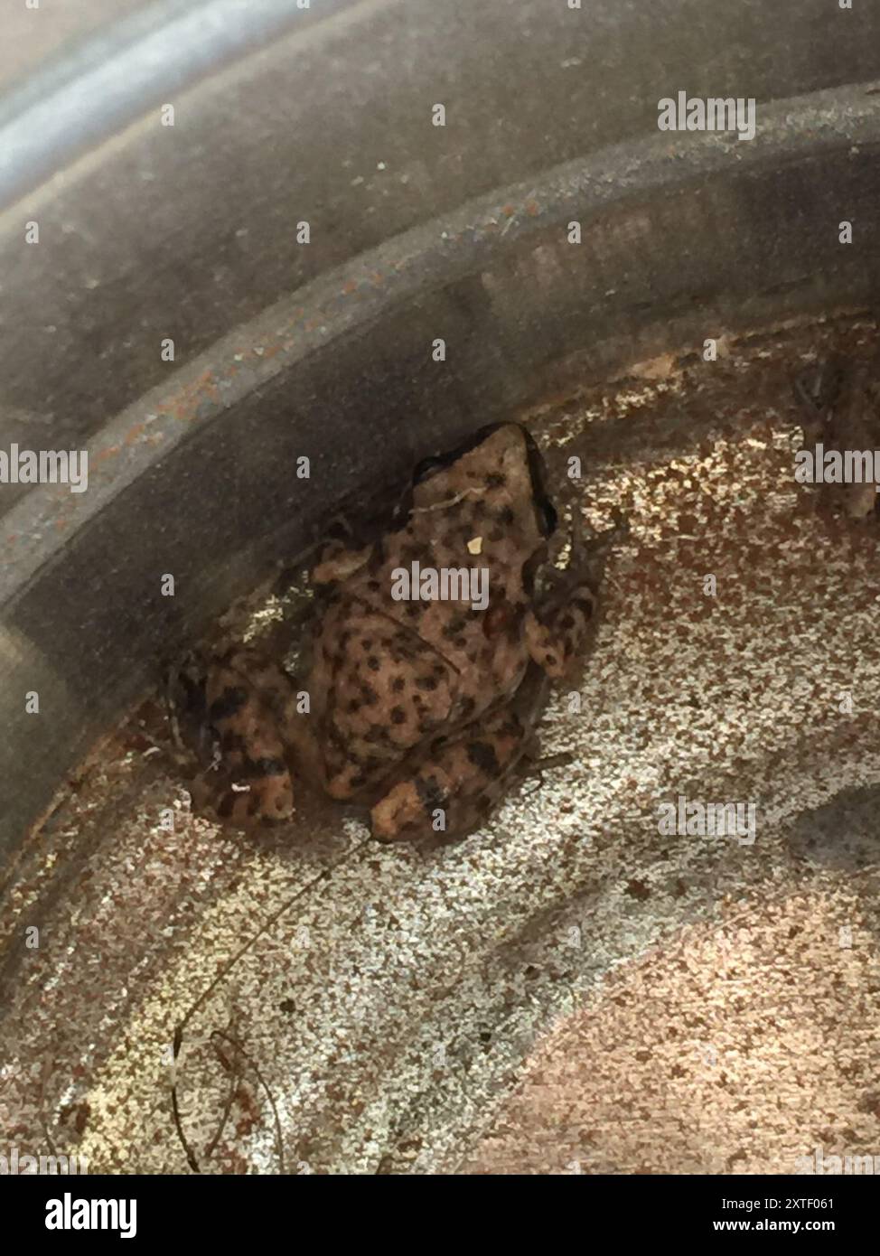 Frogs and Toads (Anura) Amphibia Stock Photo - Alamy