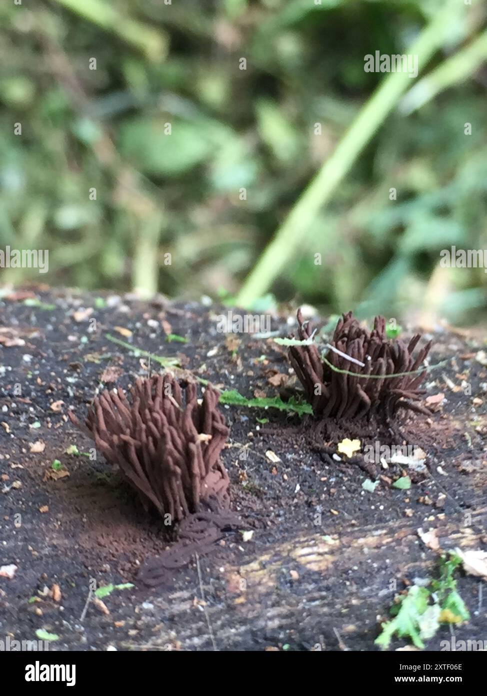 Stemonitis Splendens chocolate tube slime (Stemonitis splendens) Protozoa Stock Photo - Alamy