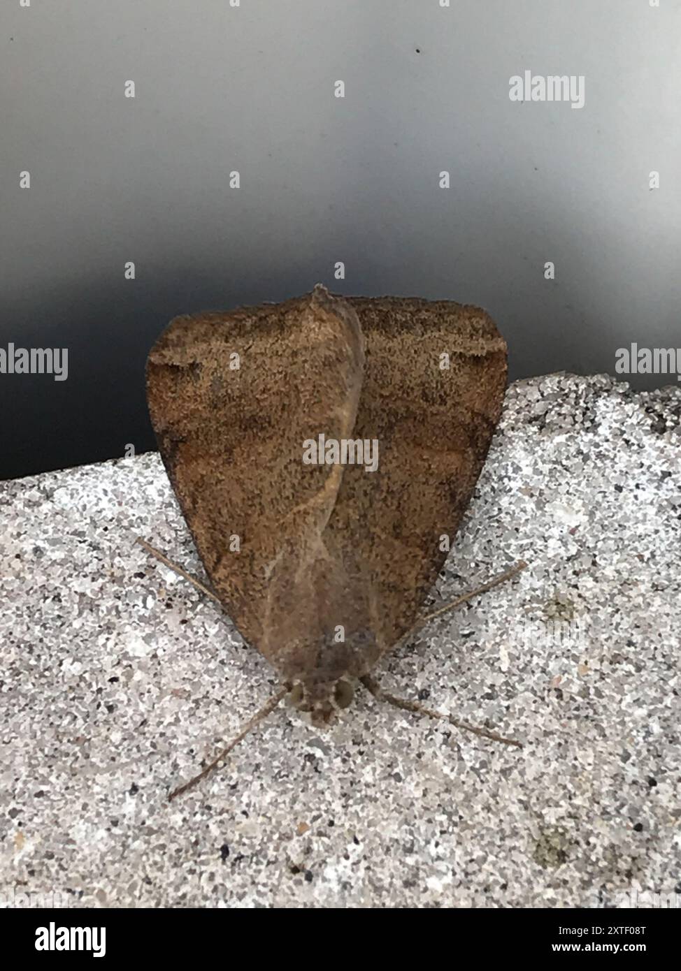 Insect Forage Forage Looper Moth (Caenurgina erechtea) Insecta Stock Photo - Alamy