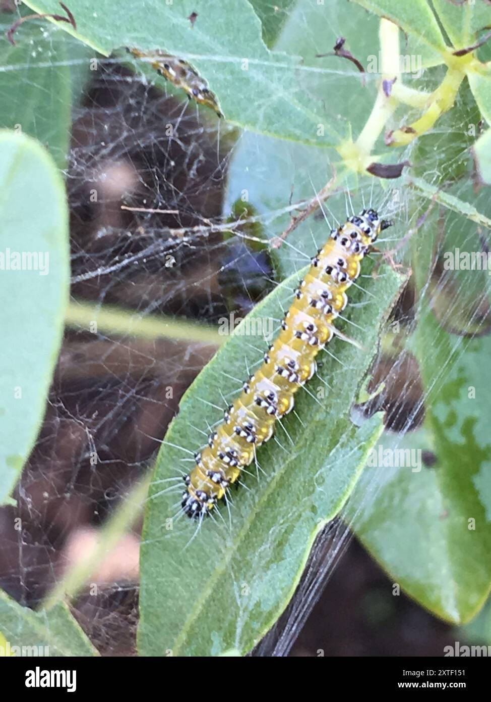Brooming Insects Genista Broom Moth (Uresiphita reversalis) Insecta Stock Photo - Alamy